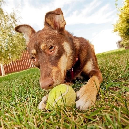 3lü Renkli Desenli Tenis Topu Kedi Köpek Oyuncağı