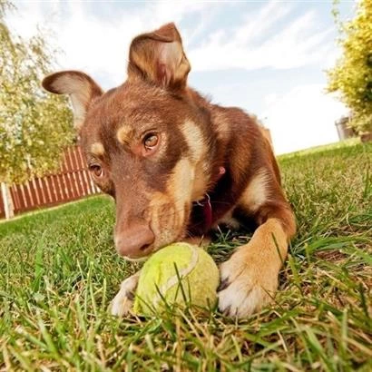 3lü Renkli Desenli Tenis Topu Kedi Köpek Oyuncağı ( Lisinya )