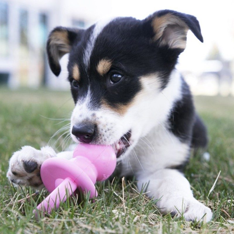 Kong Puppy Yavru Köpek Diş Kaşıma Emzik M 13 5cm