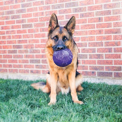 Kong Köpek Flexball M &  L Köpek Oyun Topu - Lisinya