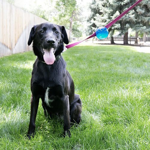 Kong TagAlong Gezdirme Kayışına Asılabilir Köpek Oyun Topu M - Lisinya