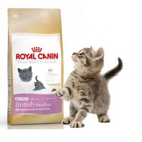 Royal Canin British Shorthair Kitten Yavru Kedi Maması 2 Kg - Lisinya