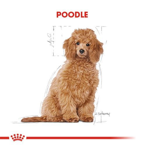 Royal Canin Poodle Junior Yavru Köpek Maması 3 Kg - Lisinya