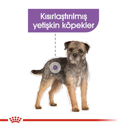 Royal Canin Mini Sterilised Kısırlaştırılmış Yetişkin Köpek Maması 3 Kg - Lisinya