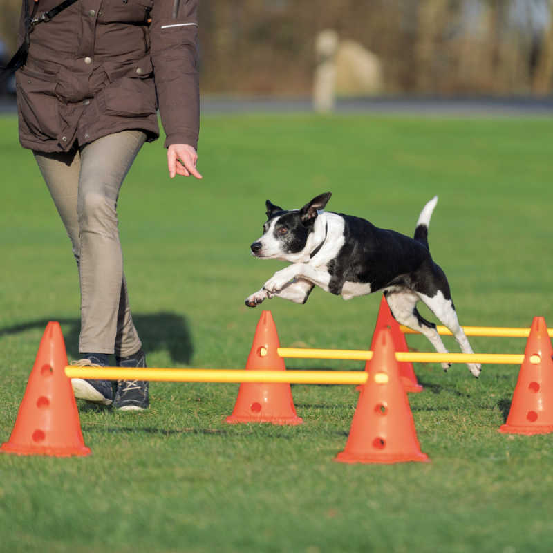 Trixie Köpek Agility Oyuncağı 3 Ad  23X30cm 78cm - Lisinya