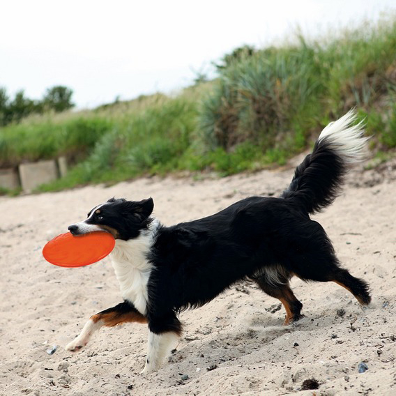 Trixie Köpek Yüzen Termoplastik Kauçuk Frizbi 22cm - Lisinya