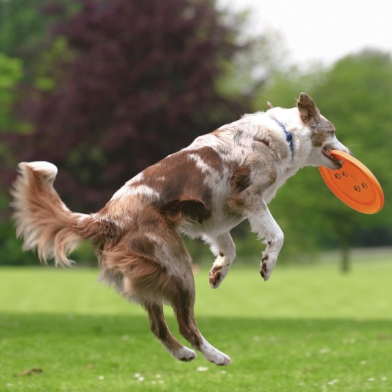 Trixie Köpek Agility Frizbi  19cm - Lisinya