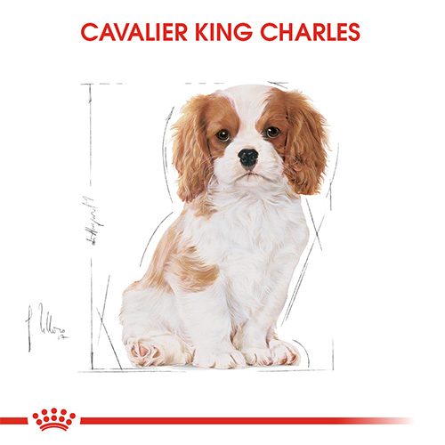 Royal Canin Cavalier King Charles Junior Yavru Köpek Maması 1,5 Kg - Lisinya