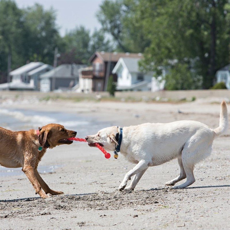 Kong Köpek Safestix Termoplastik Oyuncak M 51cm - Lisinya